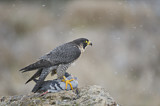 Image. Wanderfalke