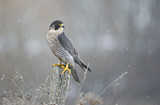 Image. Wanderfalke