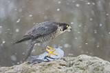 Image. Wanderfalke