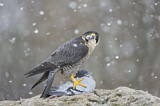 Image. Wanderfalke