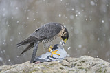 Image. Wanderfalke