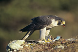 Image. Wanderfalke