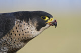 Image. Wanderfalke