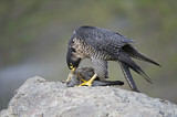 Image. Wanderfalke