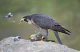Image. Wanderfalke