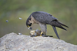 Image. Wanderfalke
