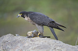 Image. Wanderfalke