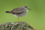 Image. Wandering Tattler