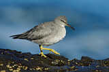 Image. Wandering Tattler