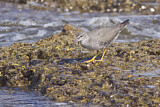 Image. Wandering Tattler