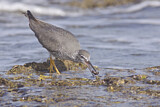 Image. Wandering Tattler