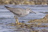 Image. Wandering Tattler