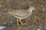 Image. Wandering Tattler