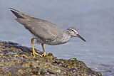 Image. Wandering Tattler