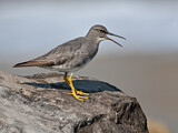 Image. Wandering Tattler