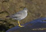 Image. Wandering Tattler