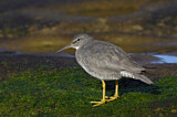 Image. Wandering Tattler