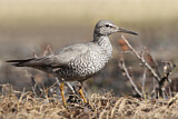 Image. Wandering Tattler