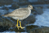 Image. Wandering Tattler