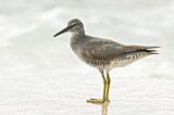 Image. Wandering Tattler