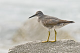 Image. Wandering Tattler