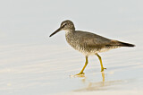 Image. Wandering Tattler
