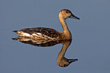 Image. Wandering Whistling Duck