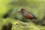 Image. Wangenstreifpitta