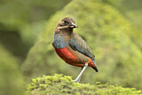 Image. Wangenstreifpitta