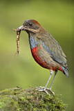 Image. Wangenstreifpitta
