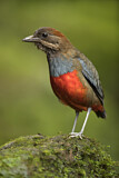 Image. Wangenstreifpitta