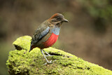 Image. Wangenstreifpitta
