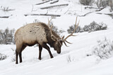 Image. Wapiti