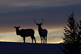 Image. Wapiti