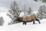 Image. Wapiti