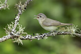 Image. Warbling Vireo