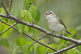 Image. Warbling Vireo