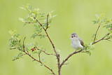 Image. Warbling Vireo