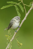 Image. Warbling Vireo