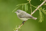 Image. Warbling Vireo