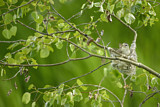 Image. Warbling Vireo