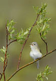 Image. Warbling Vireo