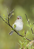 Image. Warbling Vireo