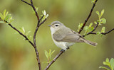 Image. Warbling Vireo