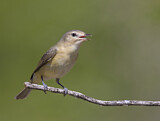 Image. Warbling Vireo