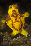 Image. Warty Frogfish
