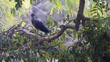 Image. Warzenibis