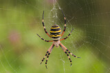 Image. Wasp Spider