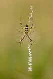 Image. Wasp Spider