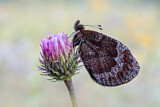 Image. Wasser-Mohrenfalter